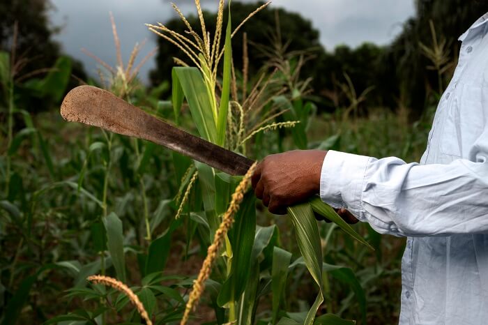 A doença ocupacional e o trabalhador rural
